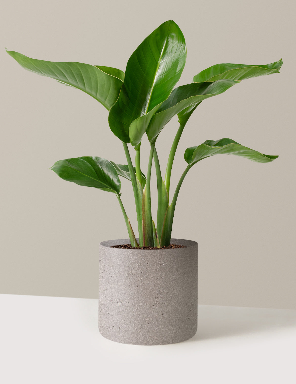 Cennet Kuşu Çiçeği (Strelitzia)