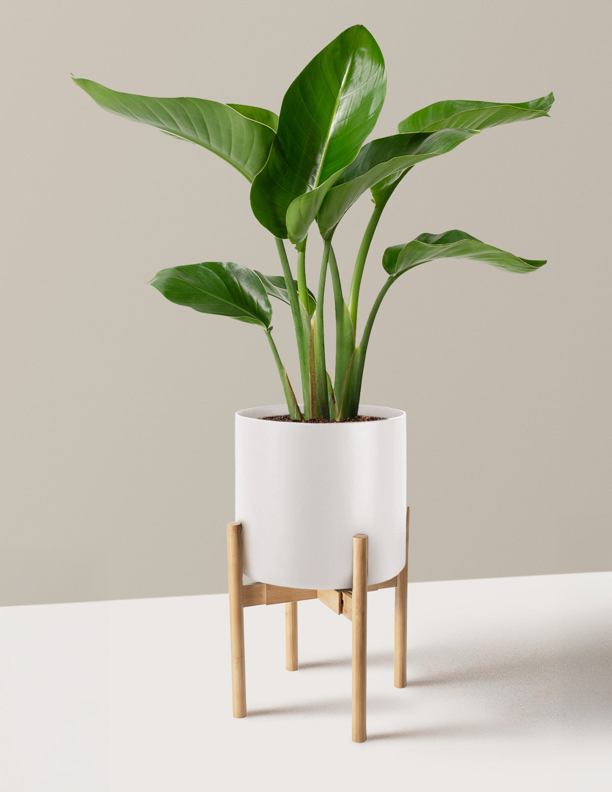 Cennet Kuşu Çiçeği (Strelitzia)