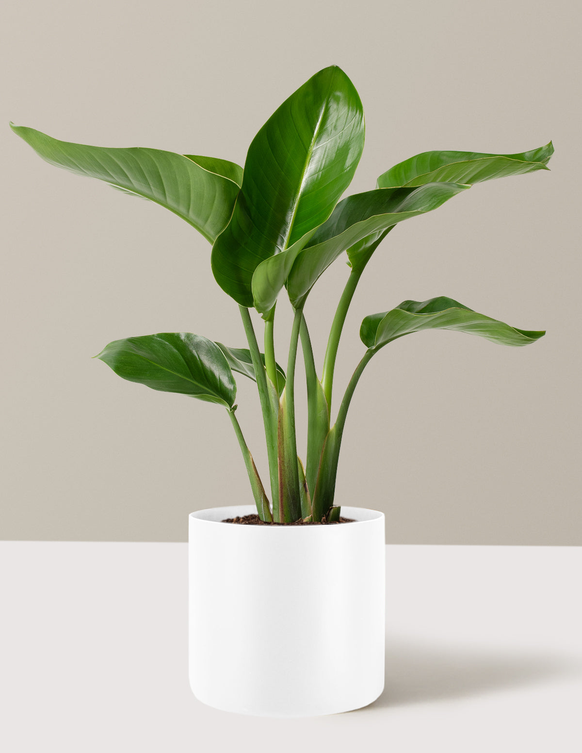 Cennet Kuşu Çiçeği (Strelitzia)