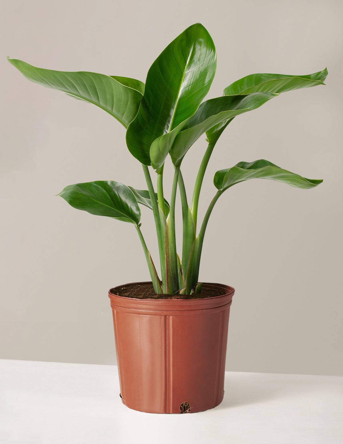 Cennet Kuşu Çiçeği (Strelitzia)