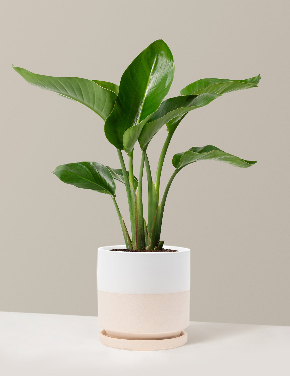 Cennet Kuşu Çiçeği (Strelitzia)