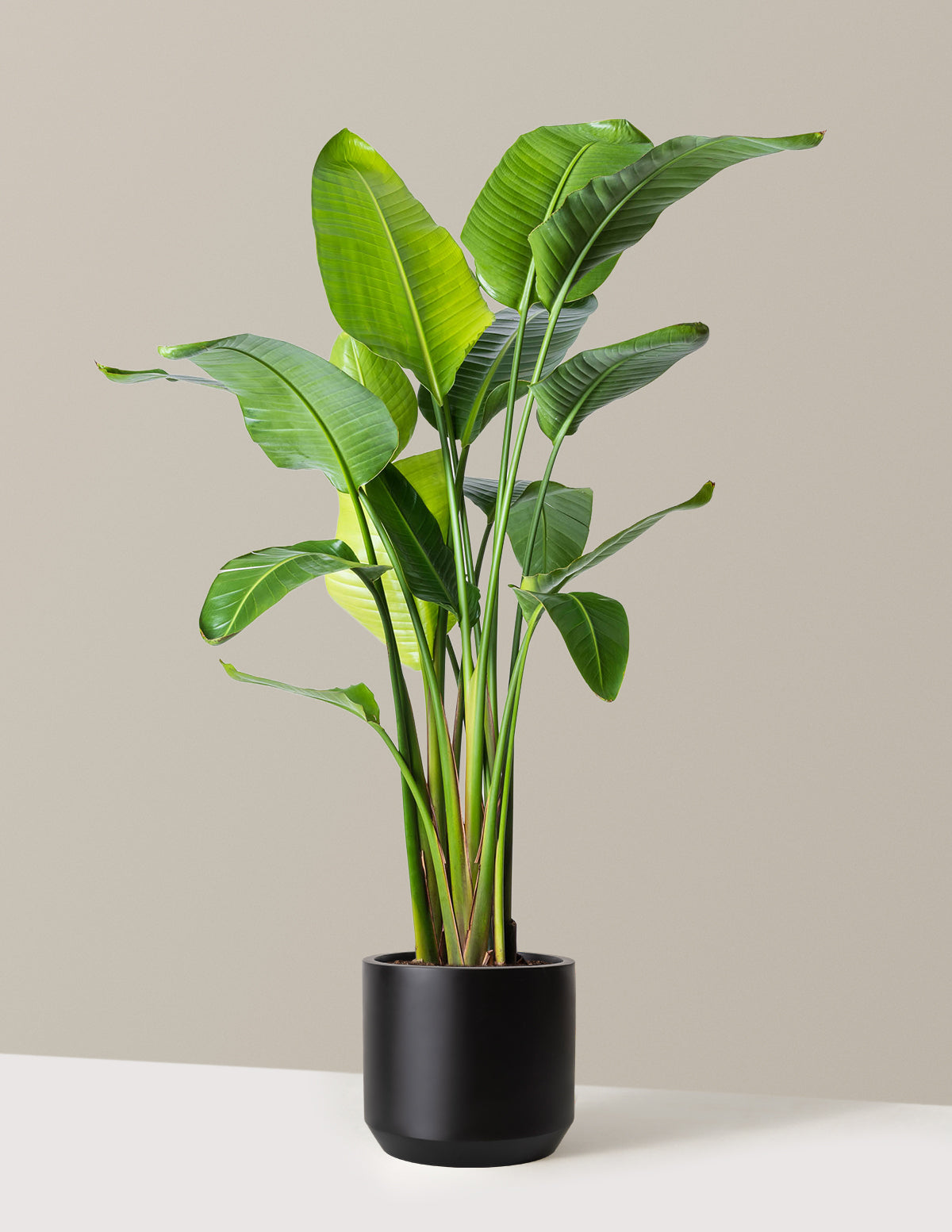 Cennet Kuşu Çiçeği (Strelitzia)