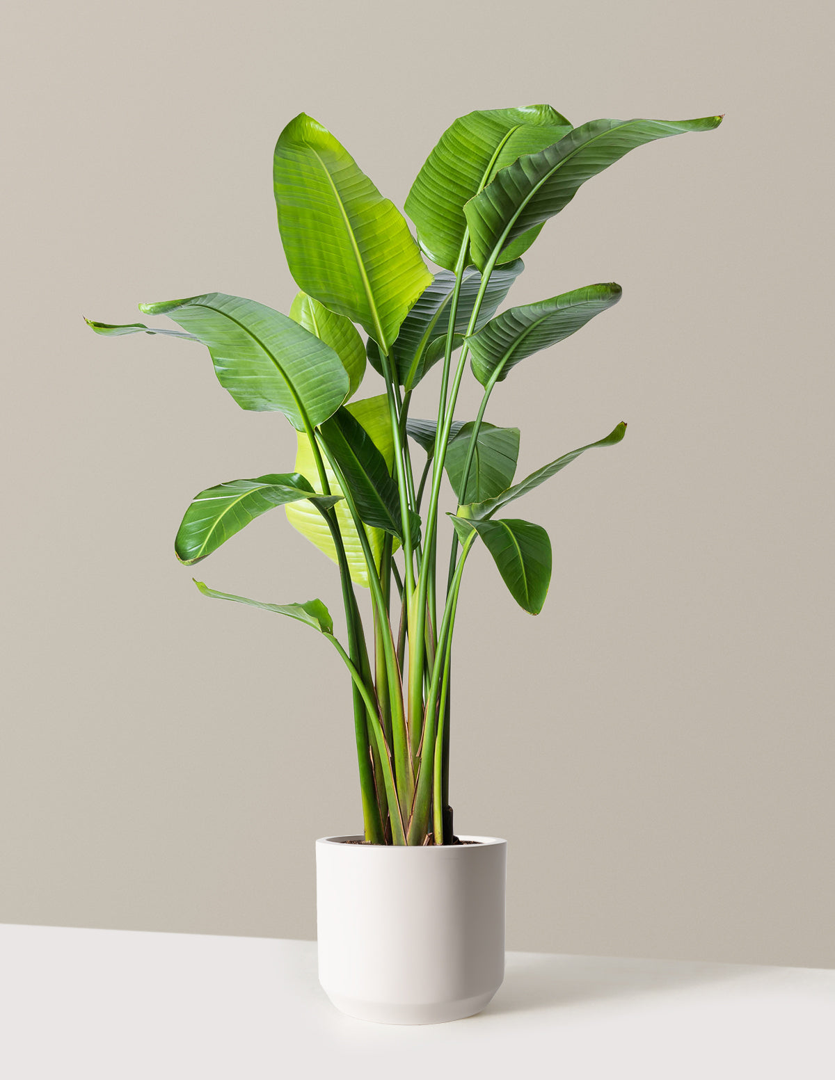 Cennet Kuşu Çiçeği (Strelitzia)