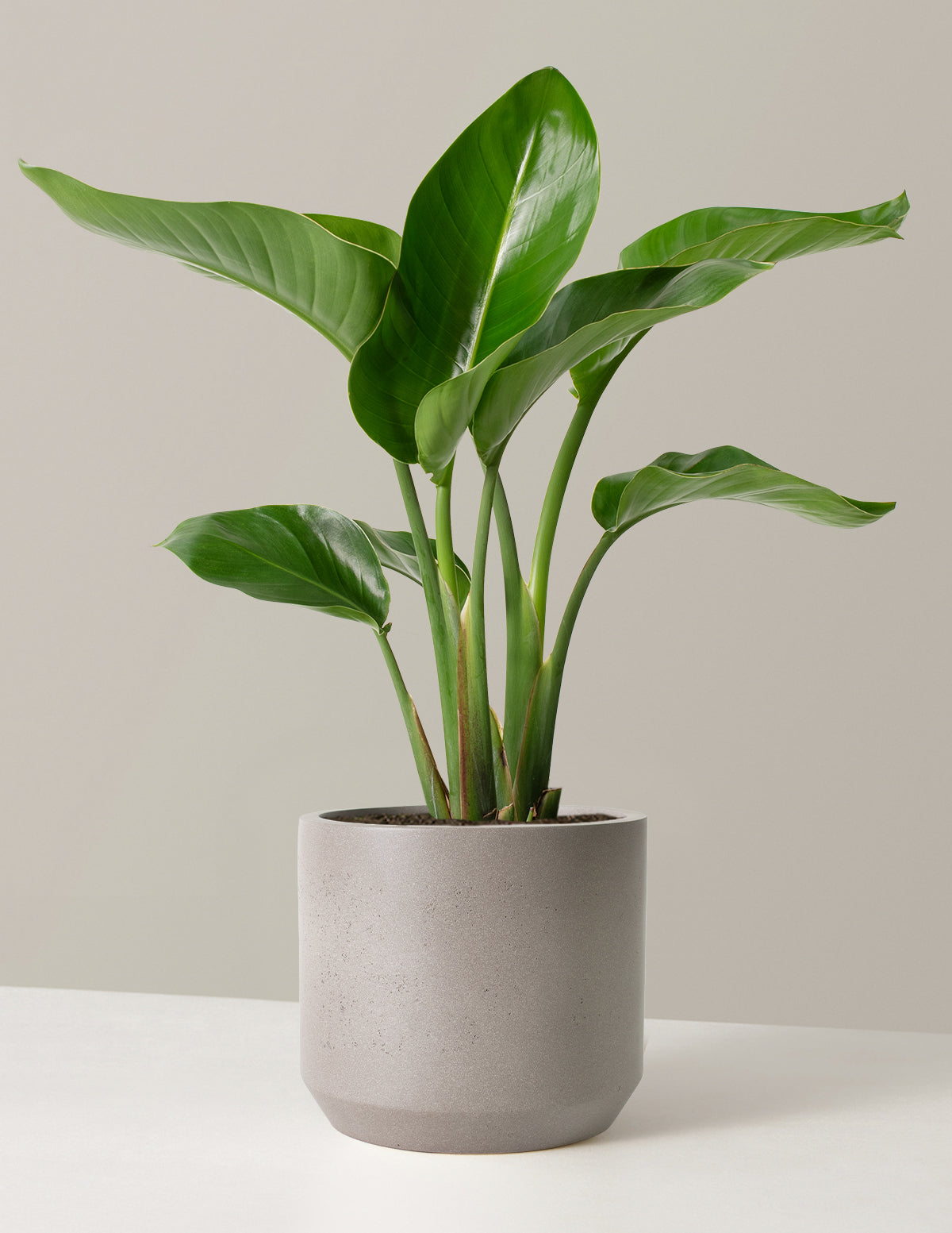 Cennet Kuşu Çiçeği (Strelitzia)