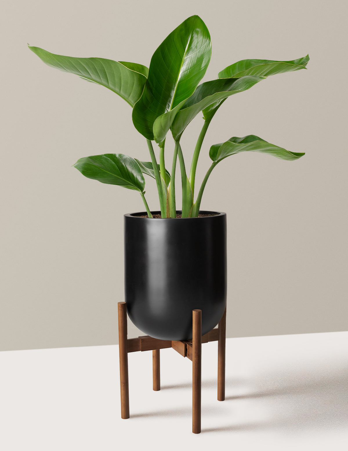 Cennet Kuşu Çiçeği (Strelitzia)