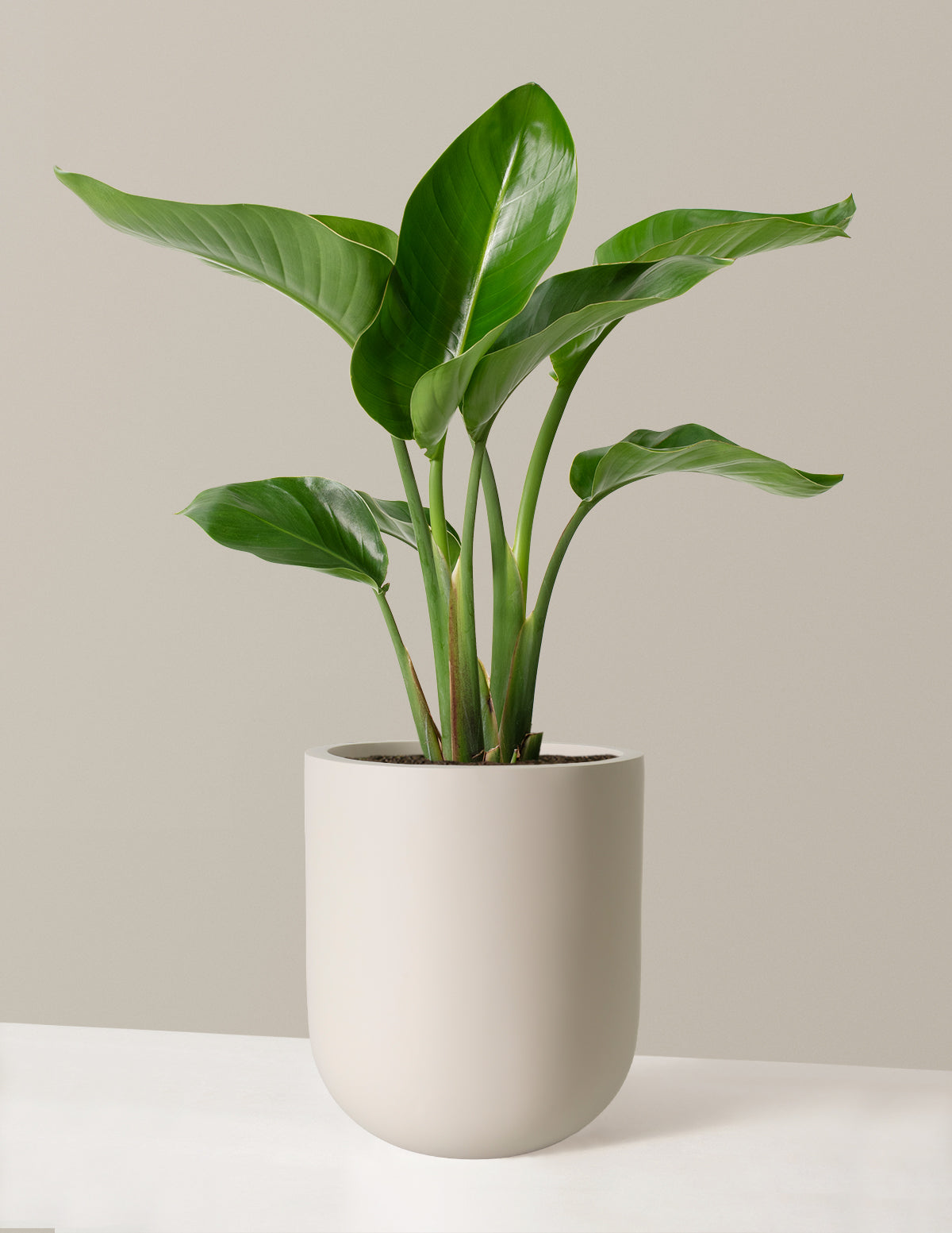Cennet Kuşu Çiçeği (Strelitzia)
