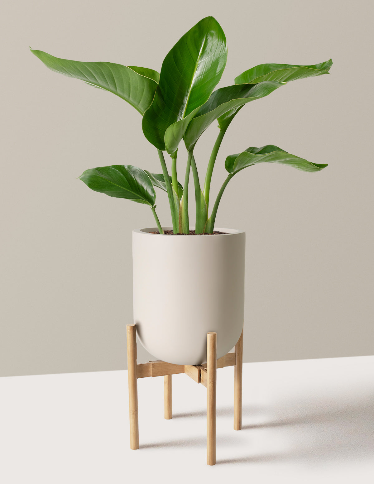 Cennet Kuşu Çiçeği (Strelitzia)