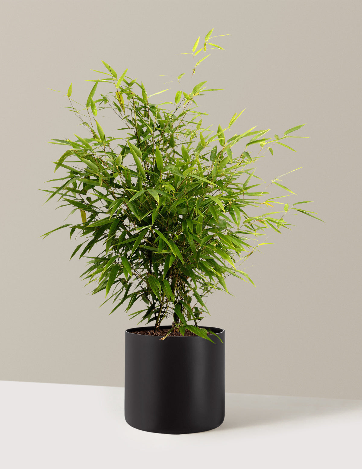 Black Bamboo (Siyah Bambu)