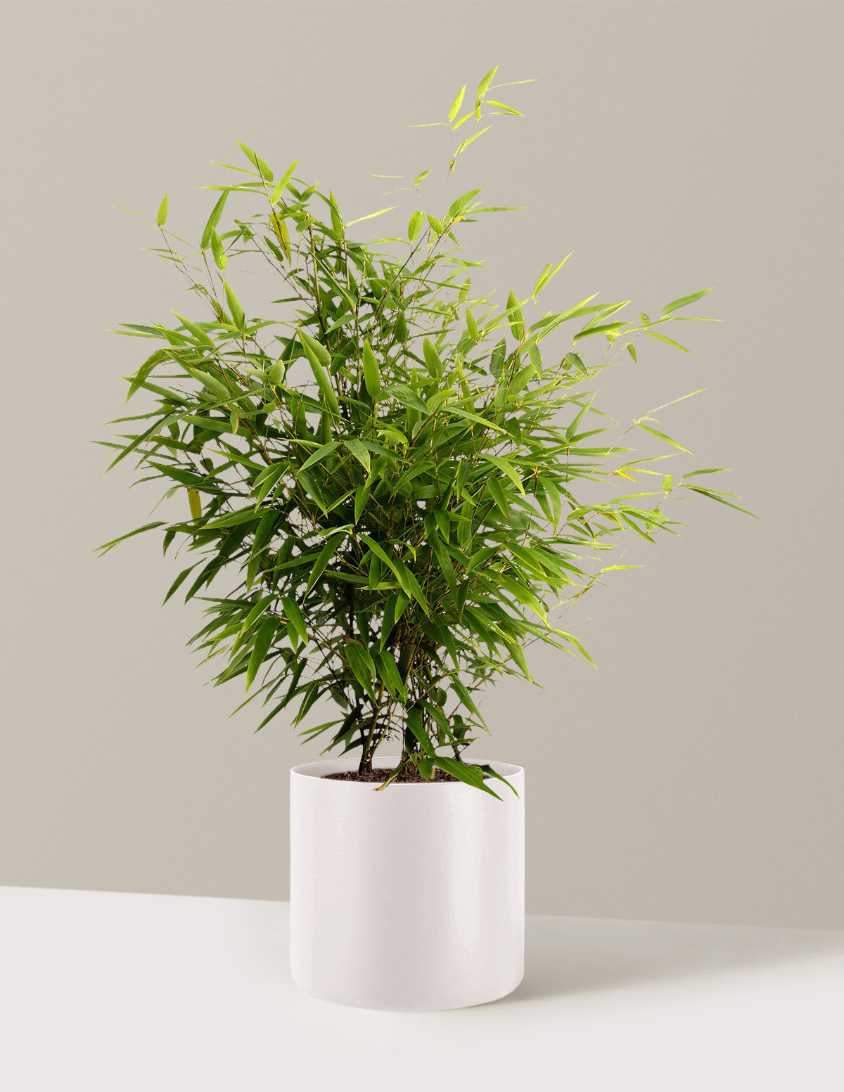 Black Bamboo (Siyah Bambu)