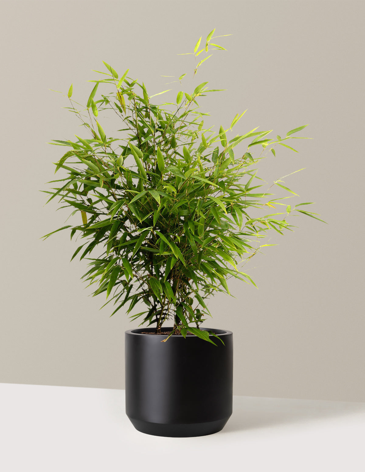Black Bamboo (Siyah Bambu)