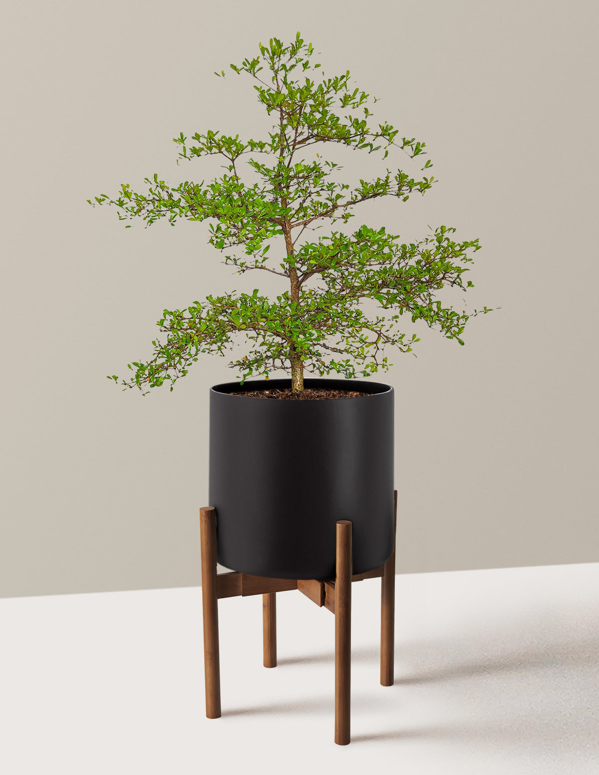 Siyah Zeytin Ağacı (Black Olive Tree)