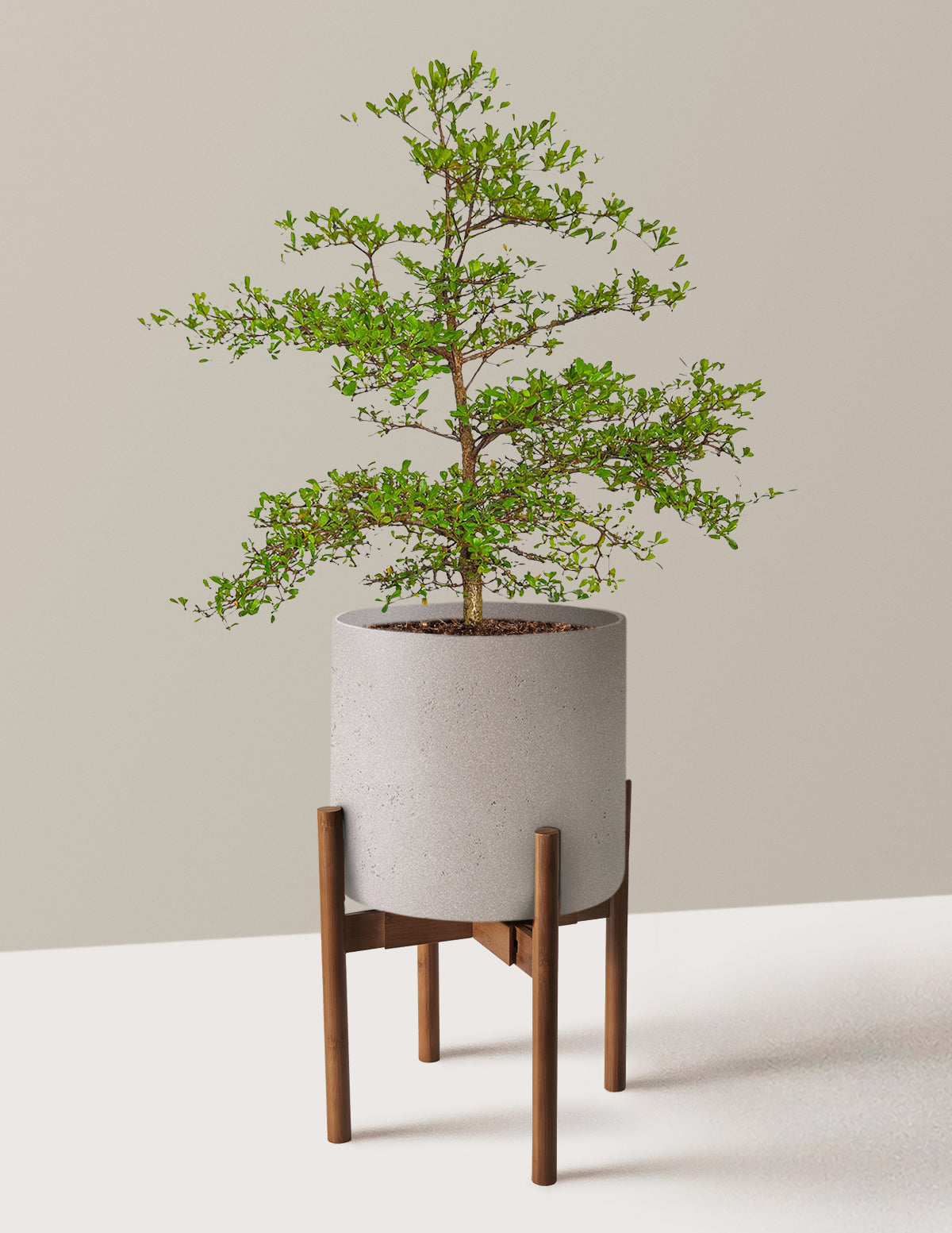 Siyah Zeytin Ağacı (Black Olive Tree)
