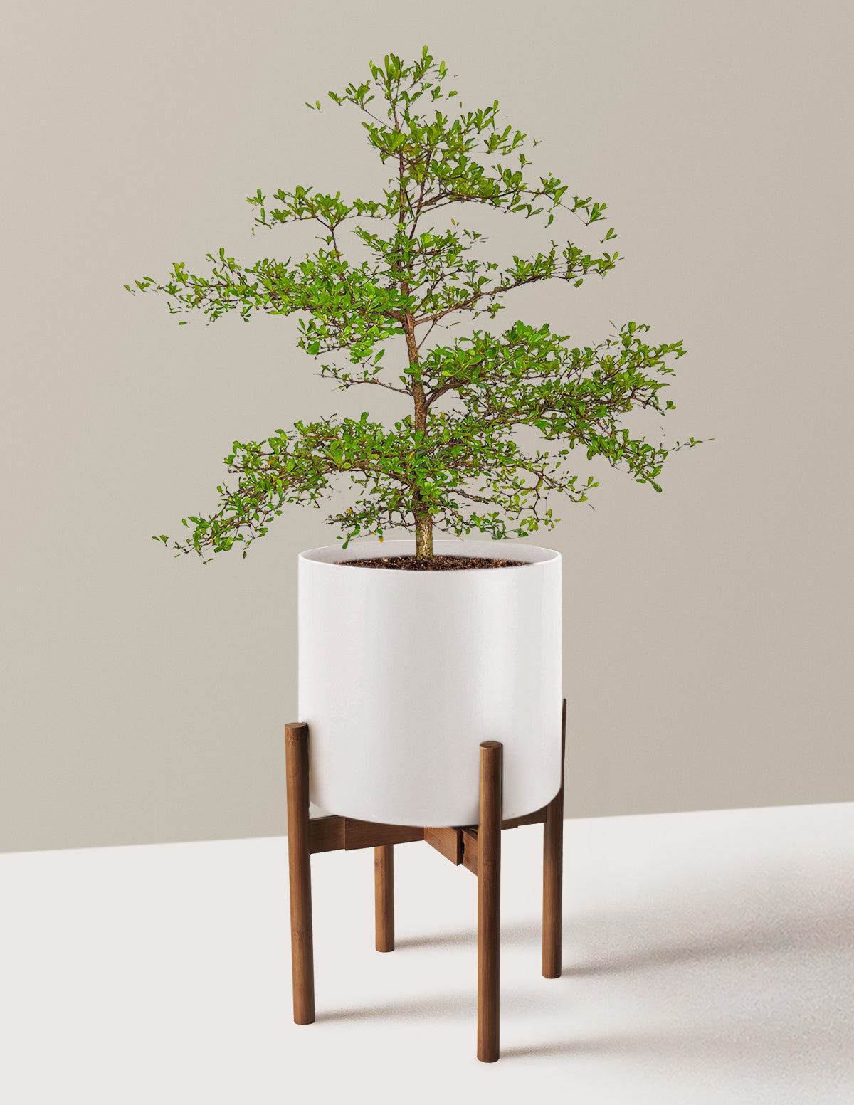 Siyah Zeytin Ağacı (Black Olive Tree)