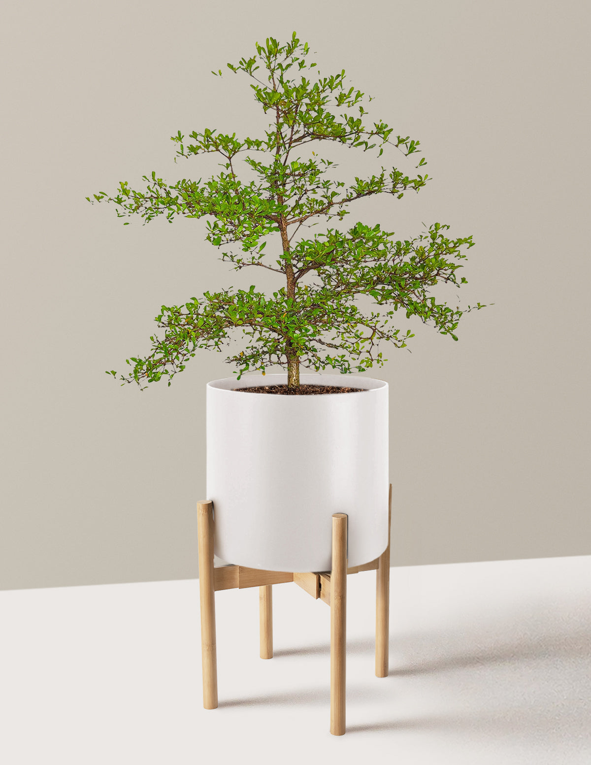 Siyah Zeytin Ağacı (Black Olive Tree)
