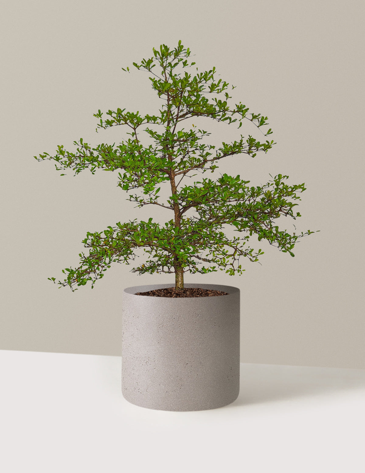 Siyah Zeytin Ağacı (Black Olive Tree)