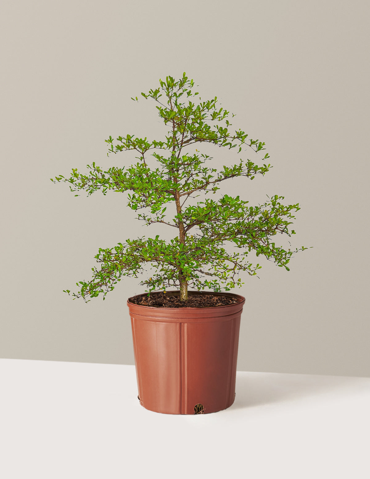 Siyah Zeytin Ağacı (Black Olive Tree)