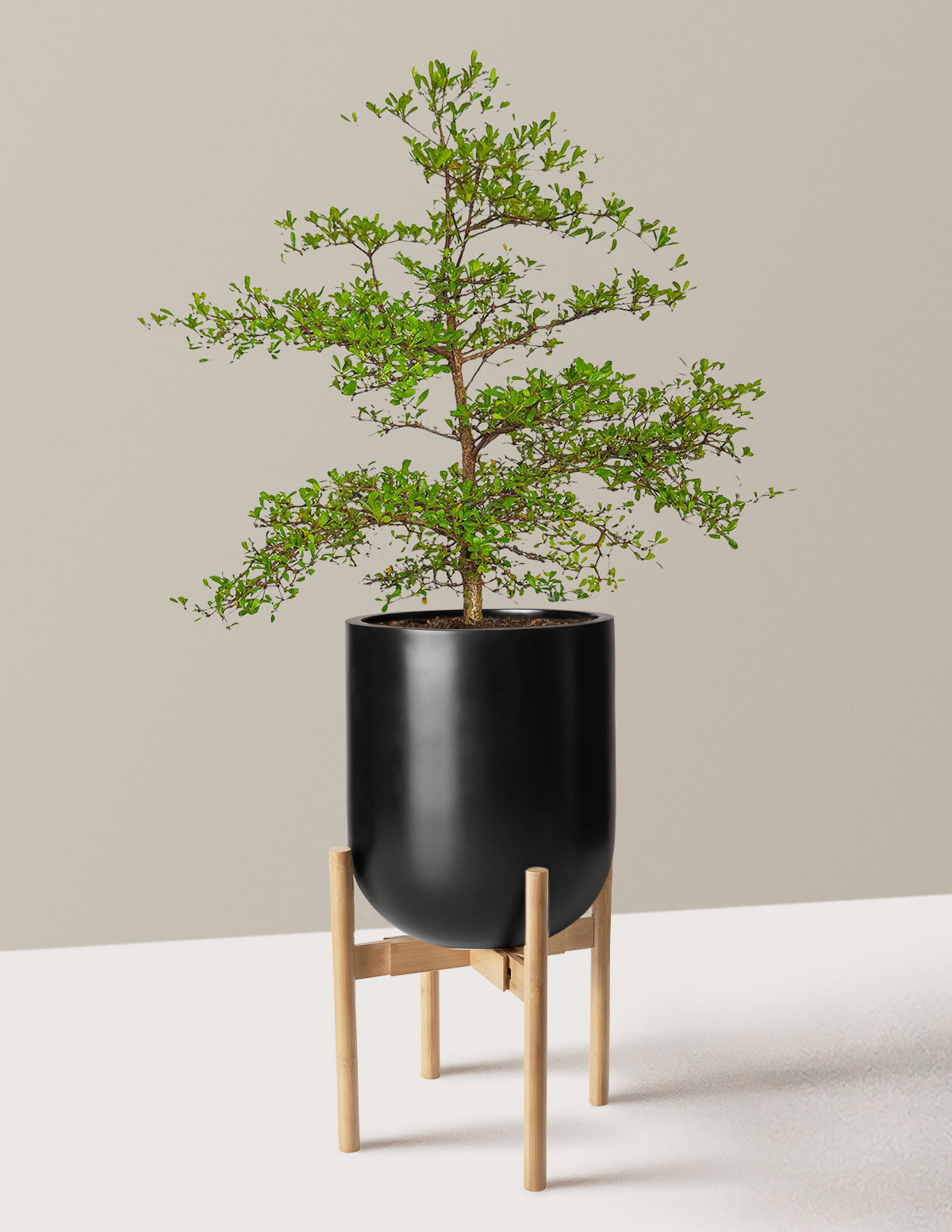 Siyah Zeytin Ağacı (Black Olive Tree)