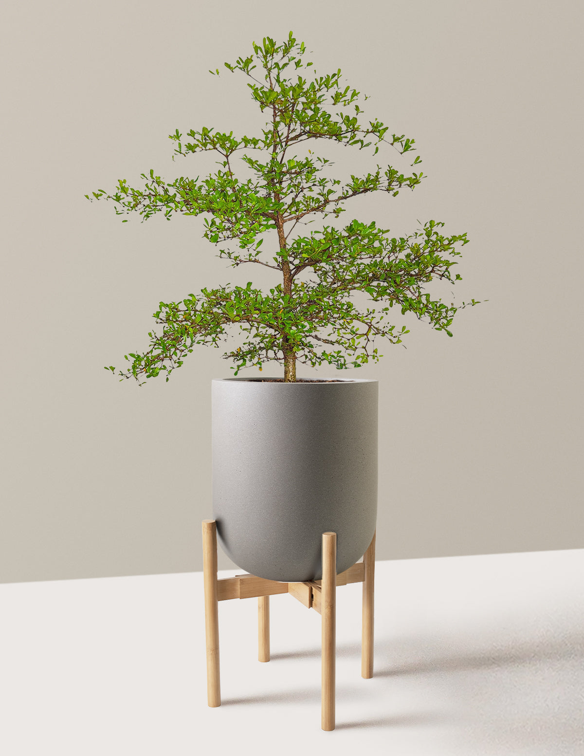 Siyah Zeytin Ağacı (Black Olive Tree)