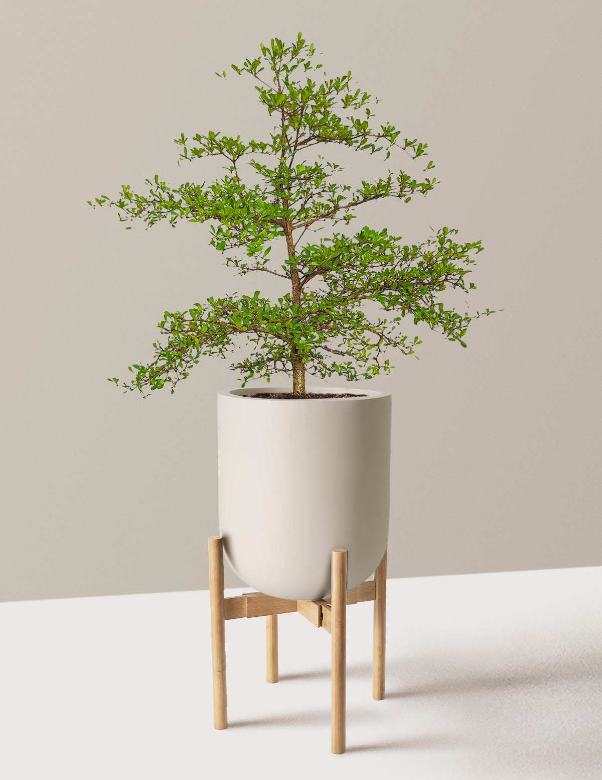 Siyah Zeytin Ağacı (Black Olive Tree)