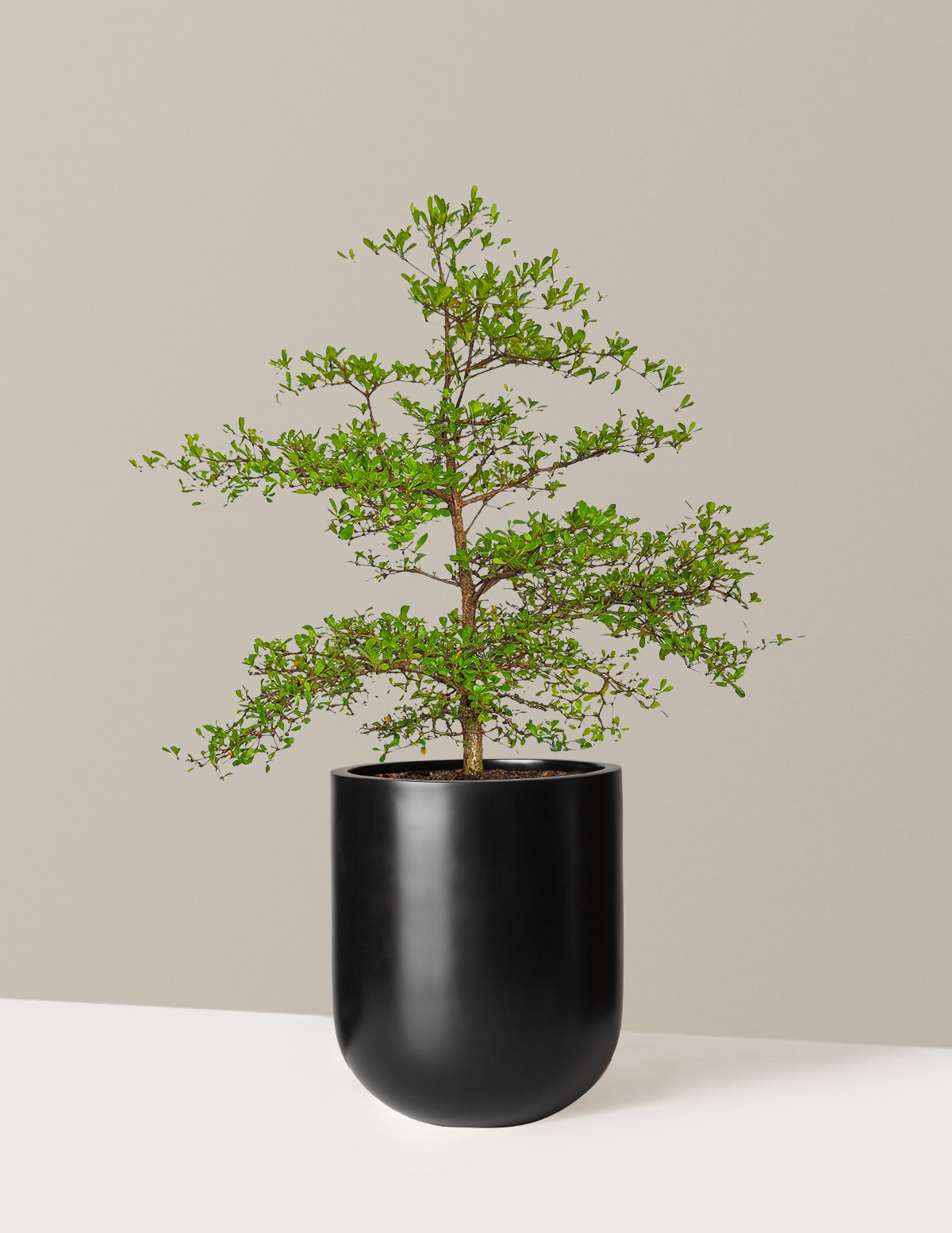 Siyah Zeytin Ağacı (Black Olive Tree)