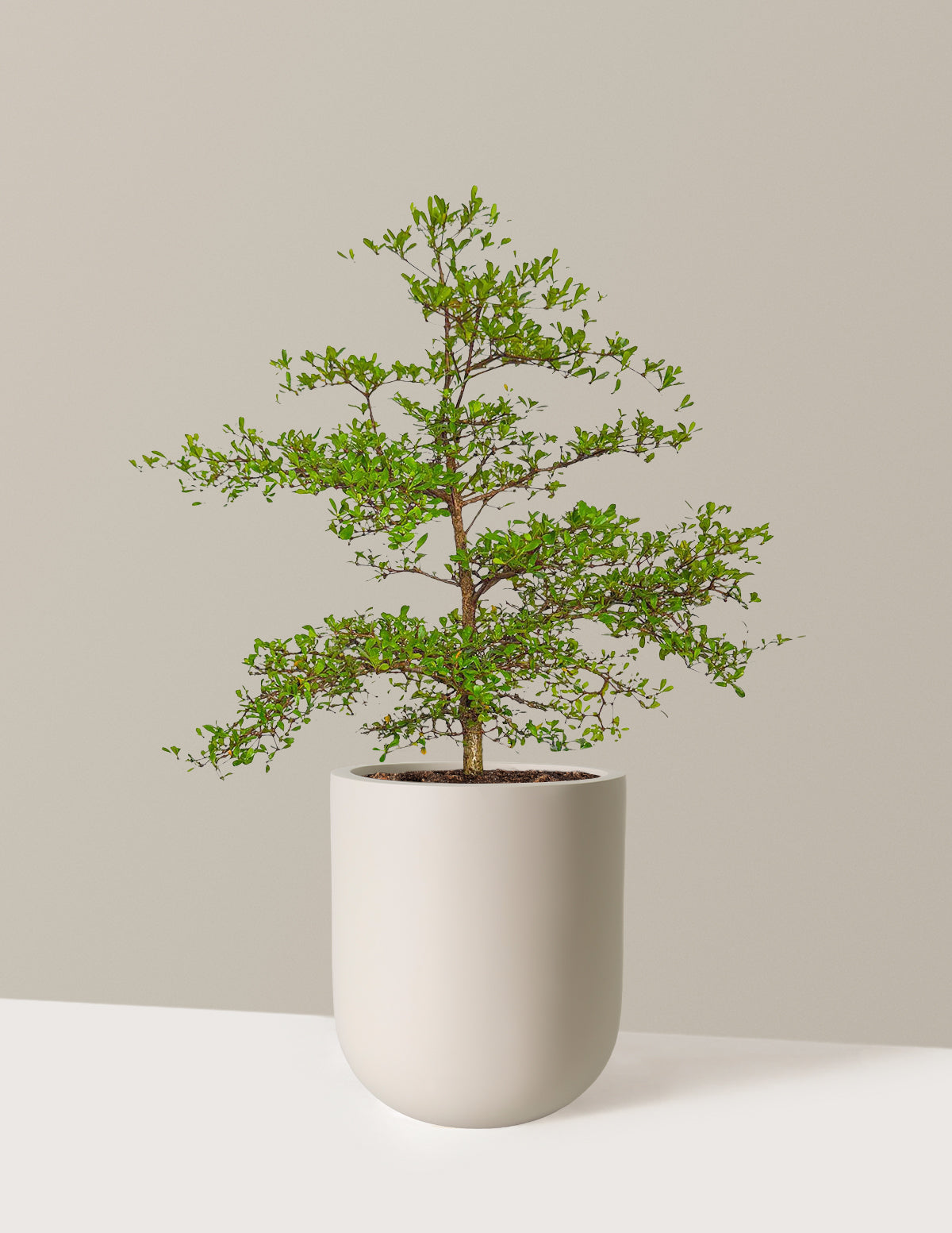 Siyah Zeytin Ağacı (Black Olive Tree)