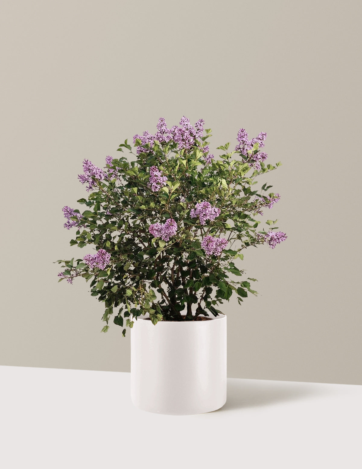 Bloomerang Leylak Çalısı