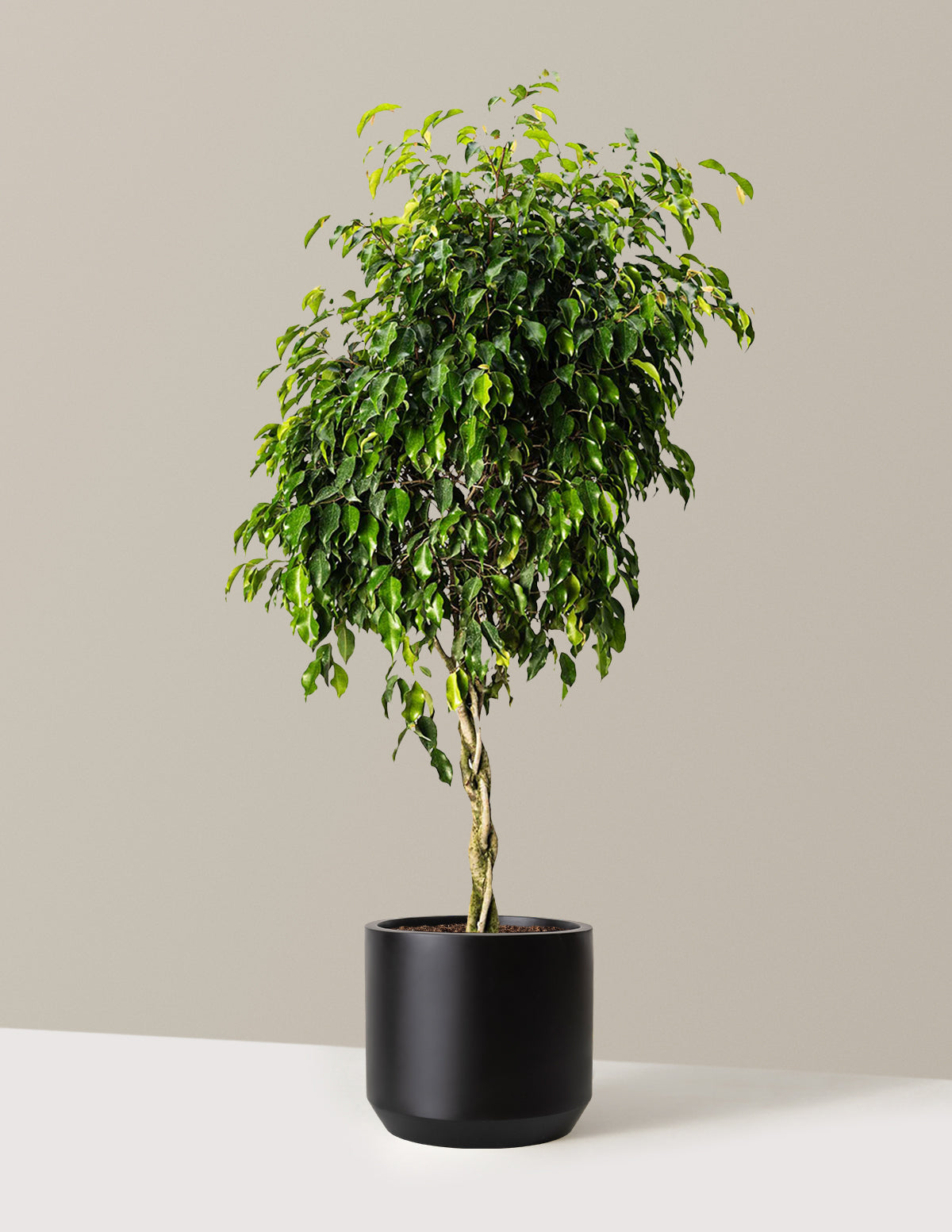 Örgü Gövdeli Benjamina Ficus
