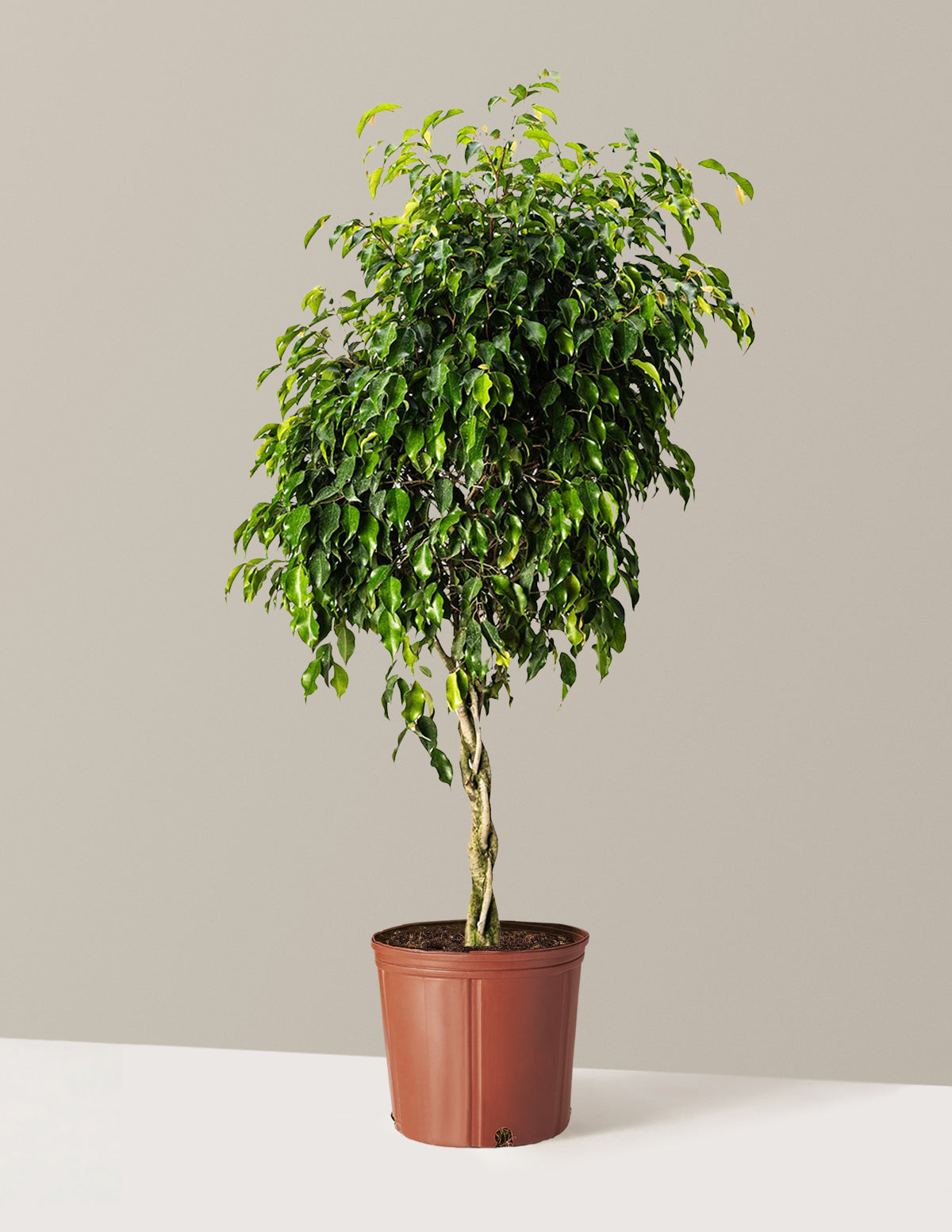 Örgü Gövdeli Benjamina Ficus