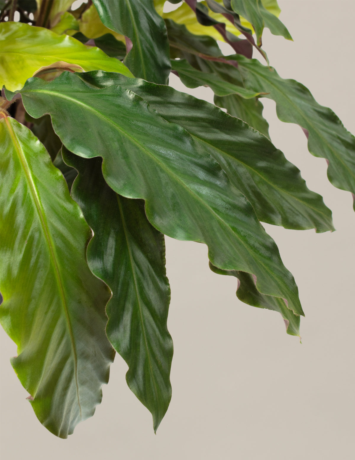Büyük Calathea Wavestar