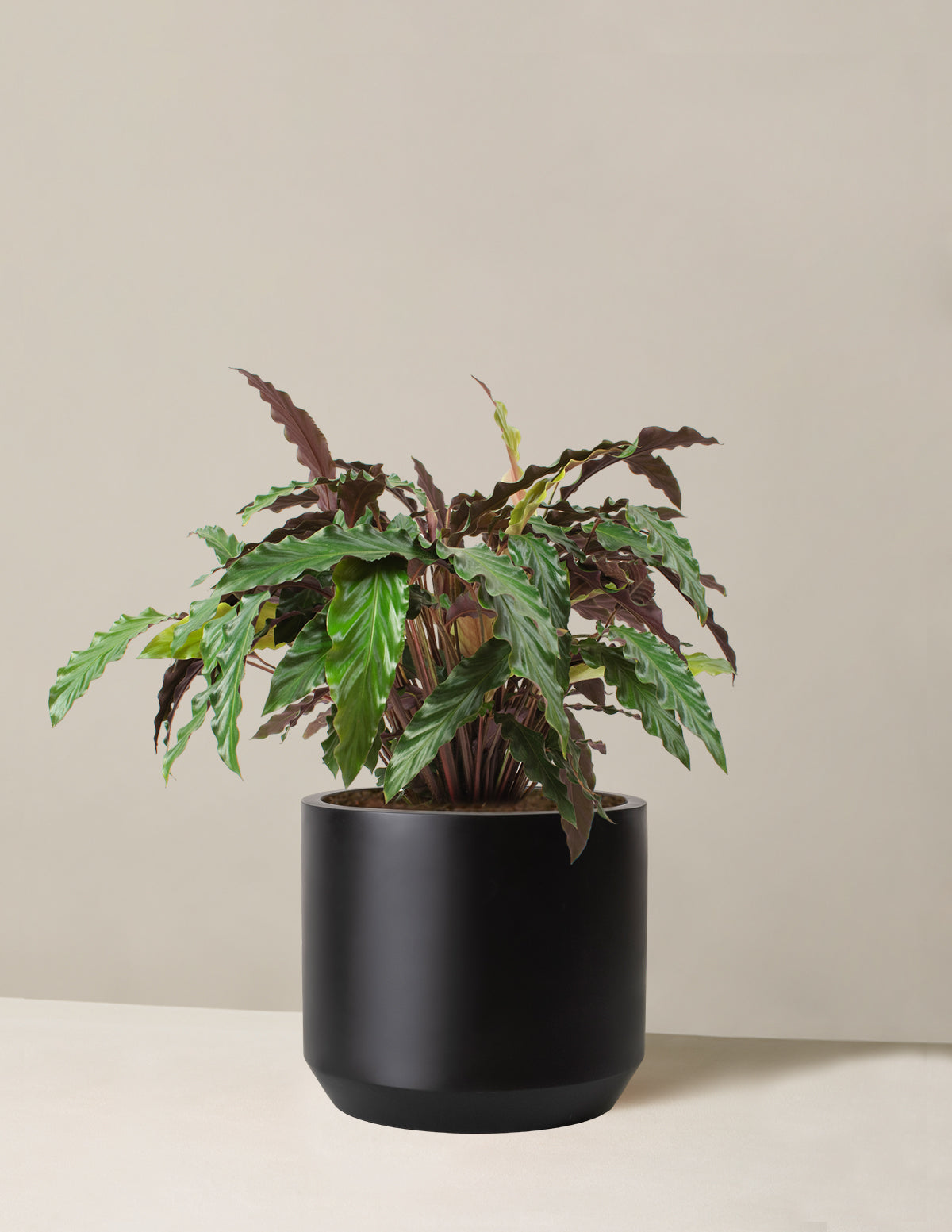 Büyük Calathea Wavestar