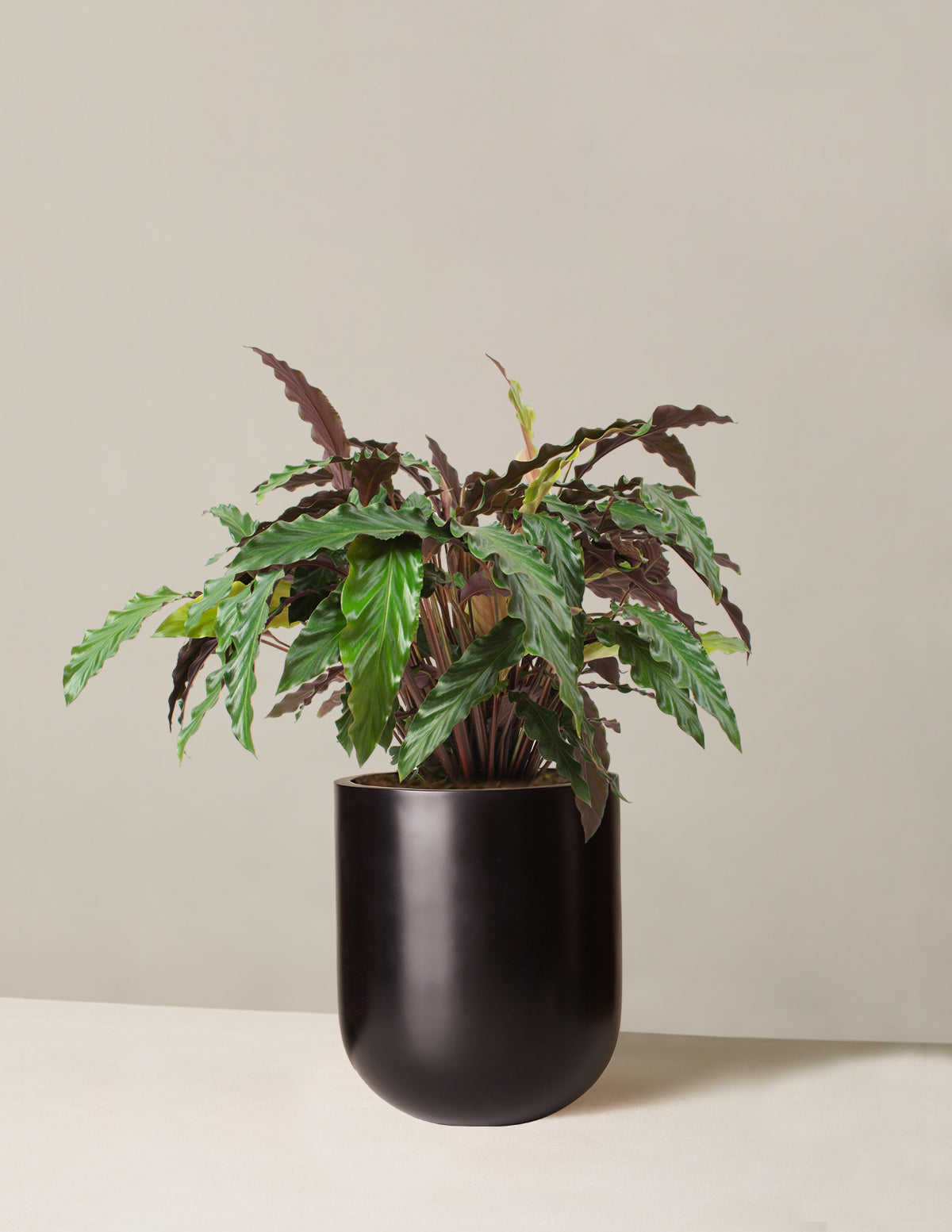 Büyük Calathea Wavestar