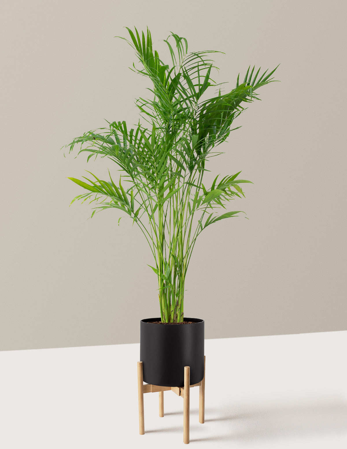 Büyük Boy Cat Palm (Kedi Palmiyesi)