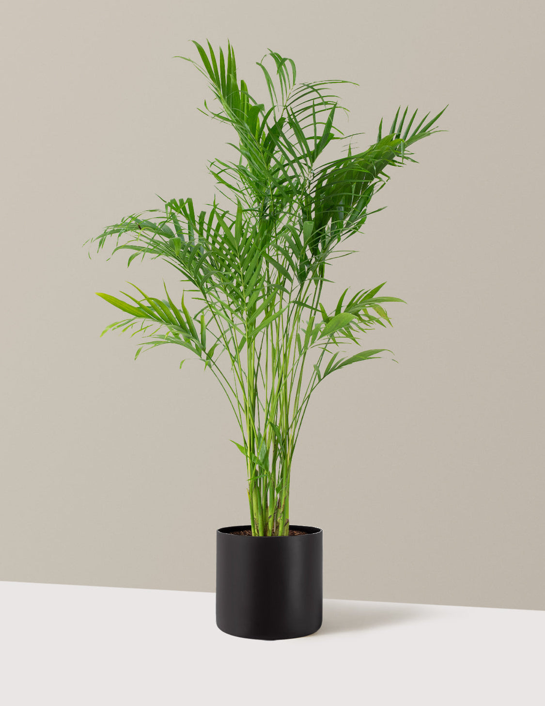 Büyük Boy Cat Palm (Kedi Palmiyesi)