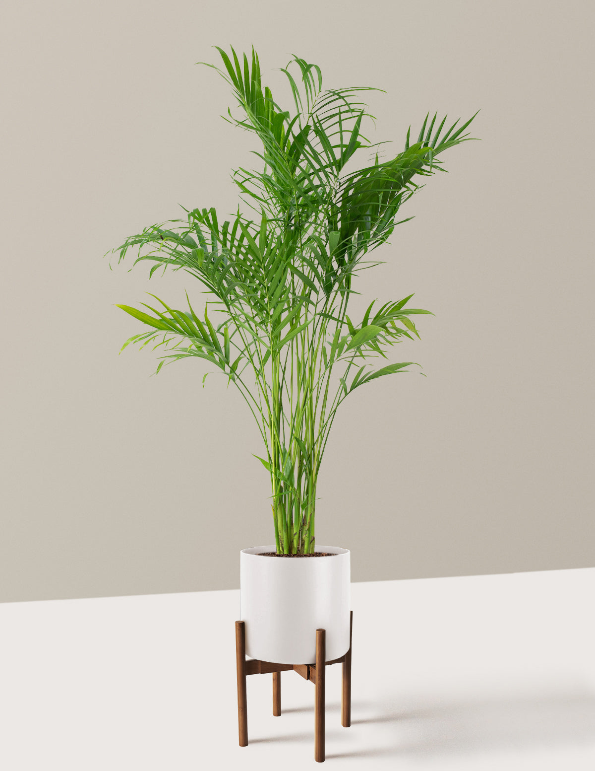 Büyük Boy Cat Palm (Kedi Palmiyesi)