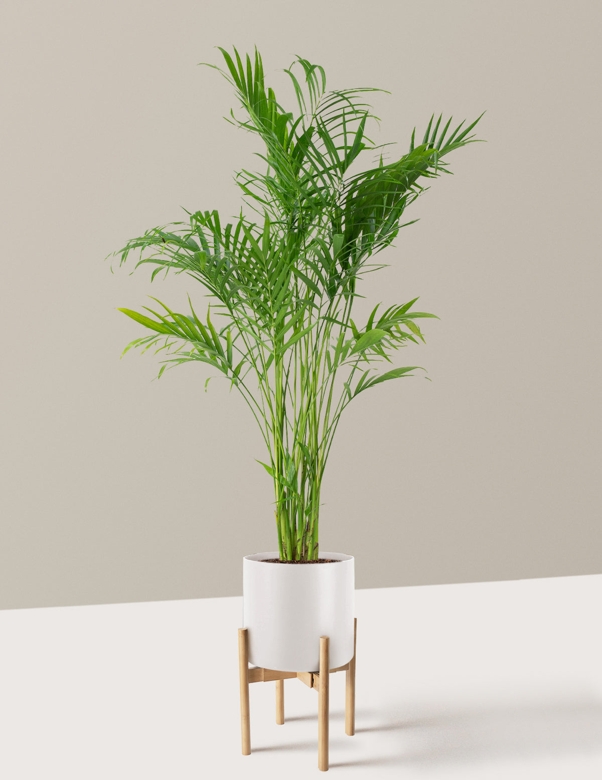 Büyük Boy Cat Palm (Kedi Palmiyesi)