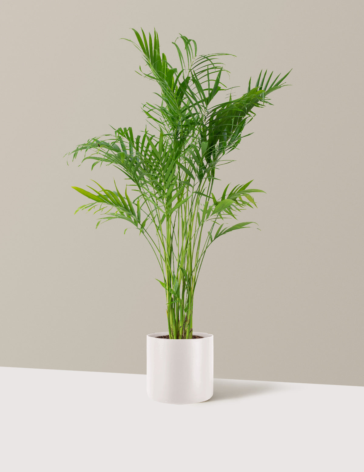 Büyük Boy Cat Palm (Kedi Palmiyesi)