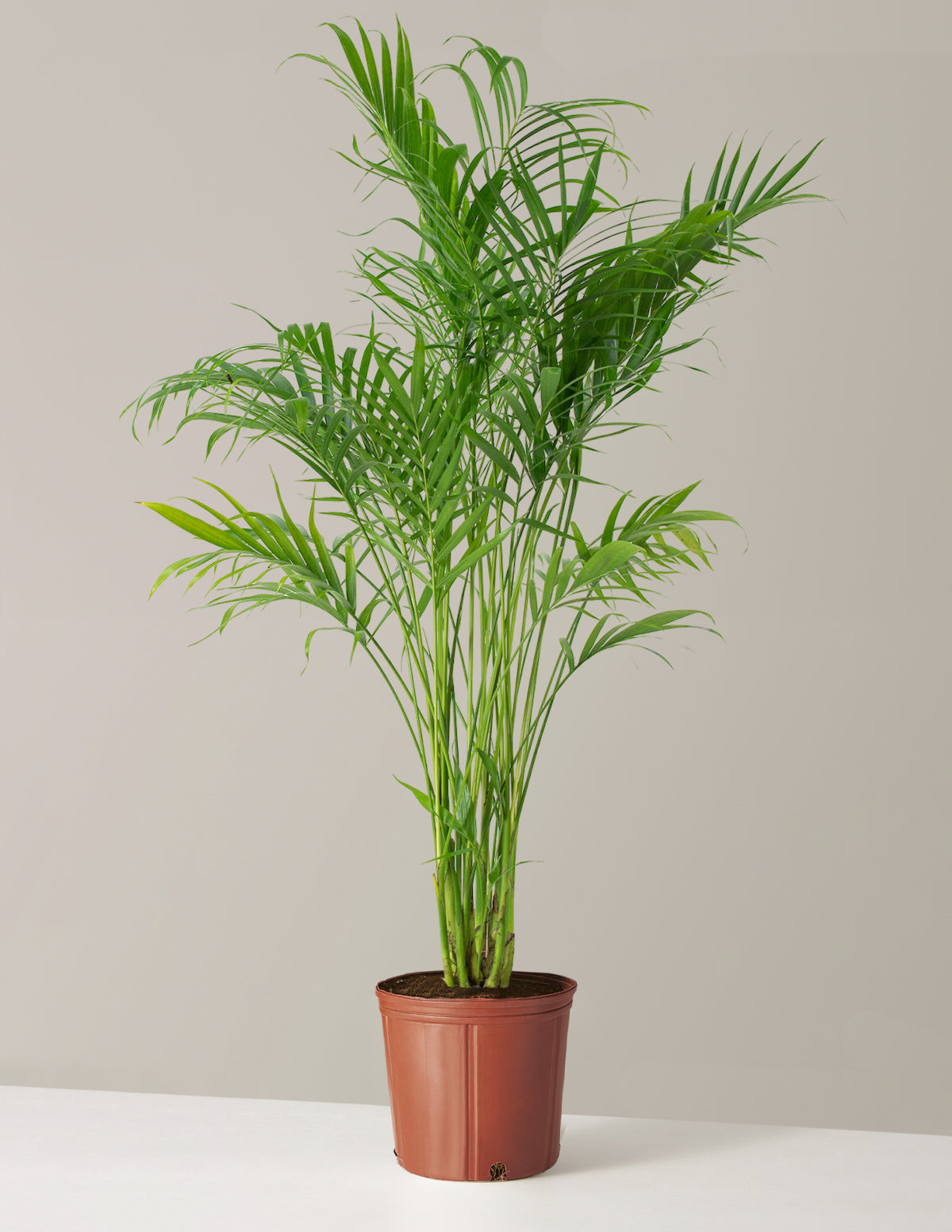 Büyük Boy Cat Palm (Kedi Palmiyesi)