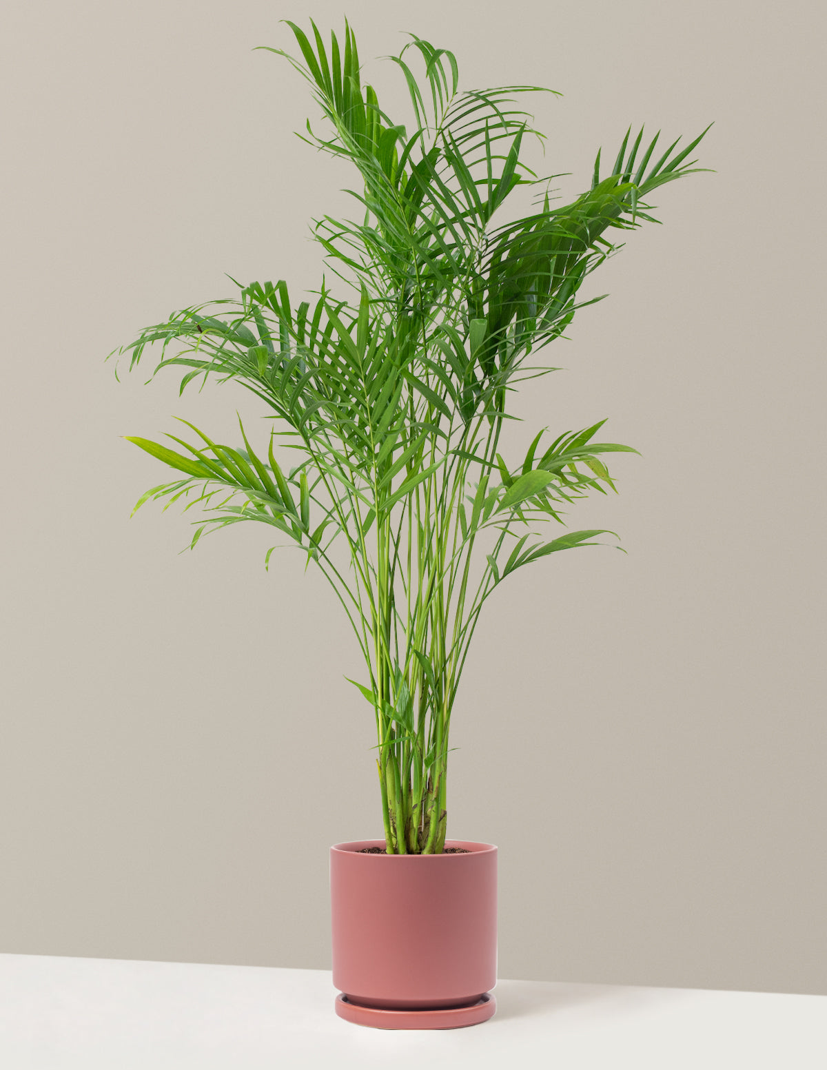 Büyük Boy Cat Palm (Kedi Palmiyesi)