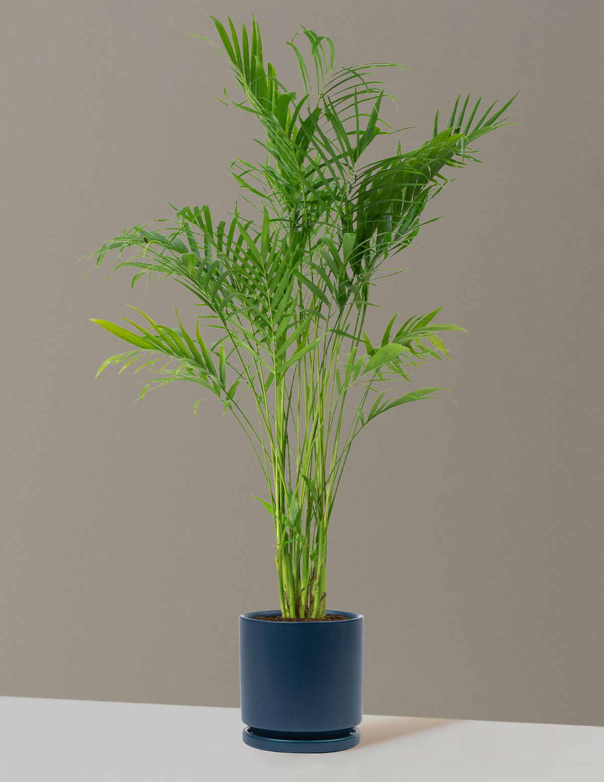 Büyük Boy Cat Palm (Kedi Palmiyesi)