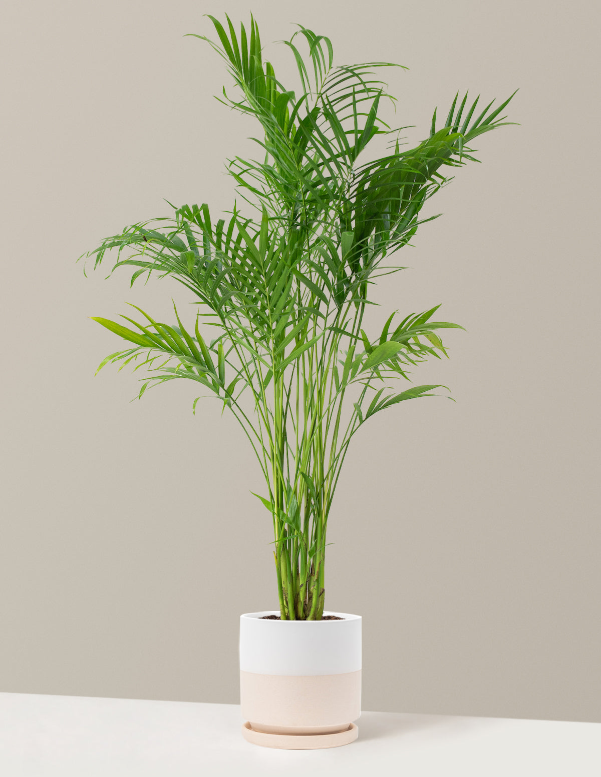 Büyük Boy Cat Palm (Kedi Palmiyesi)
