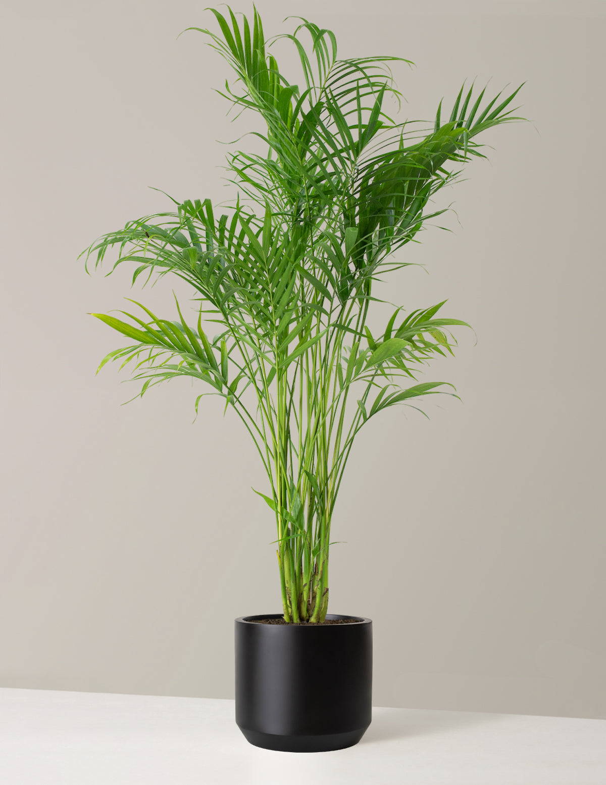 Büyük Boy Cat Palm (Kedi Palmiyesi)