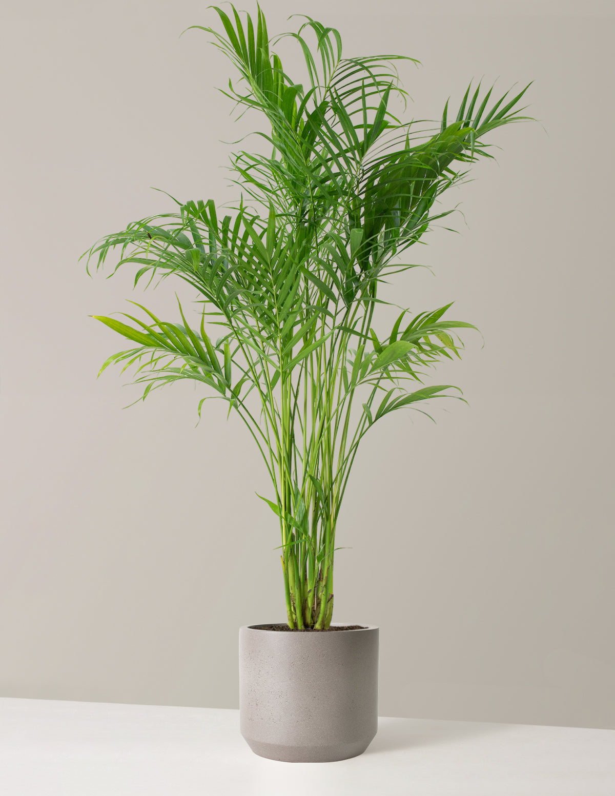Büyük Boy Cat Palm (Kedi Palmiyesi)