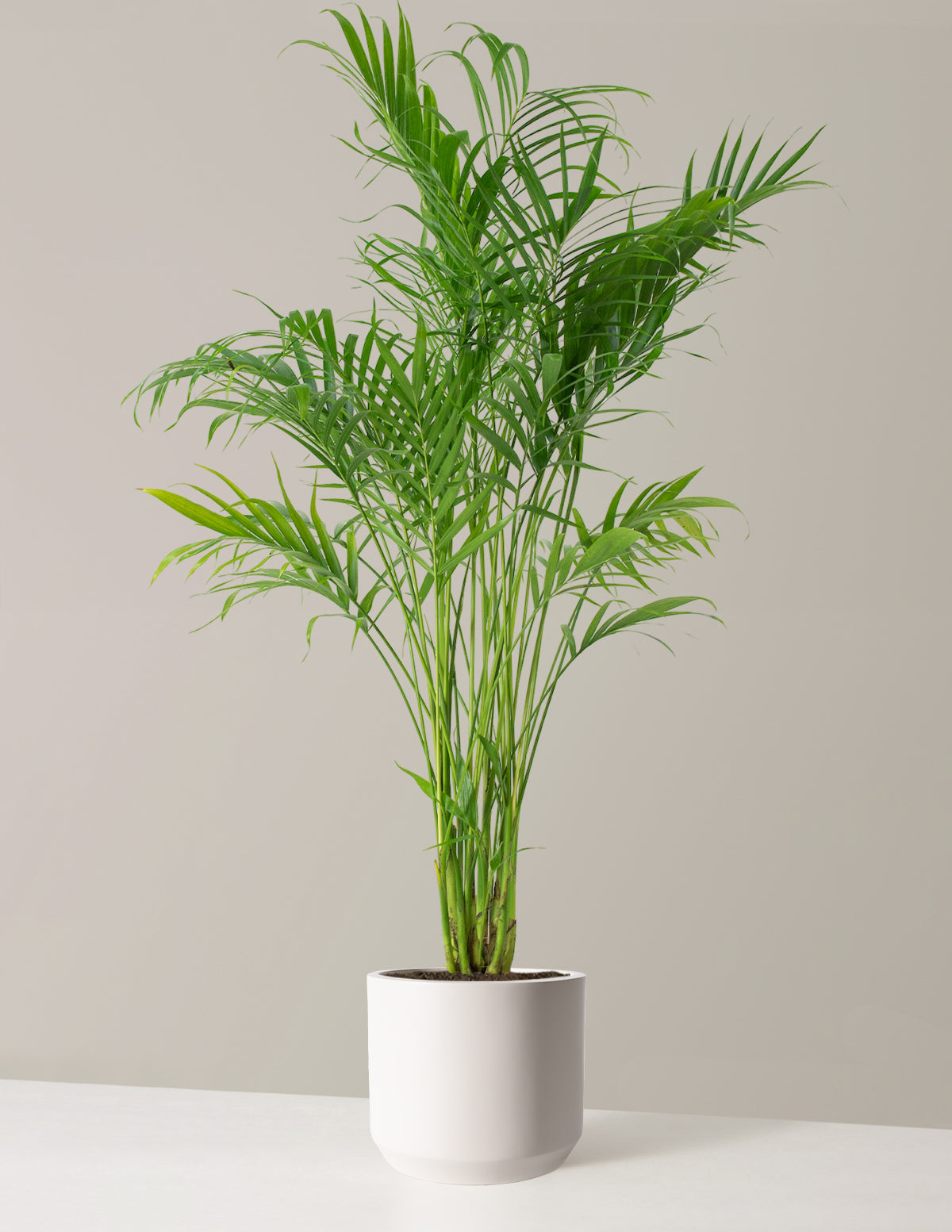 Büyük Boy Cat Palm (Kedi Palmiyesi)