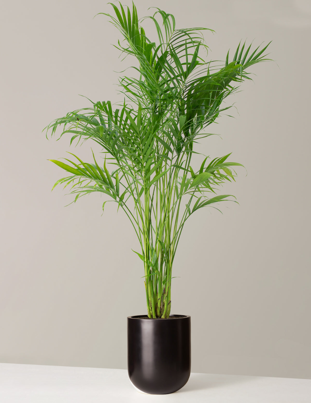 Büyük Boy Cat Palm (Kedi Palmiyesi)