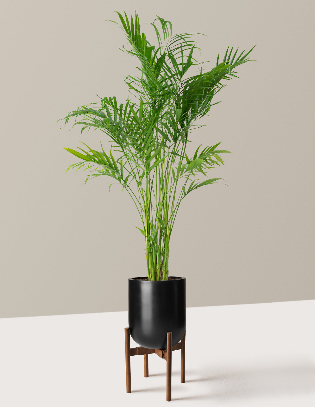 Büyük Boy Cat Palm (Kedi Palmiyesi)