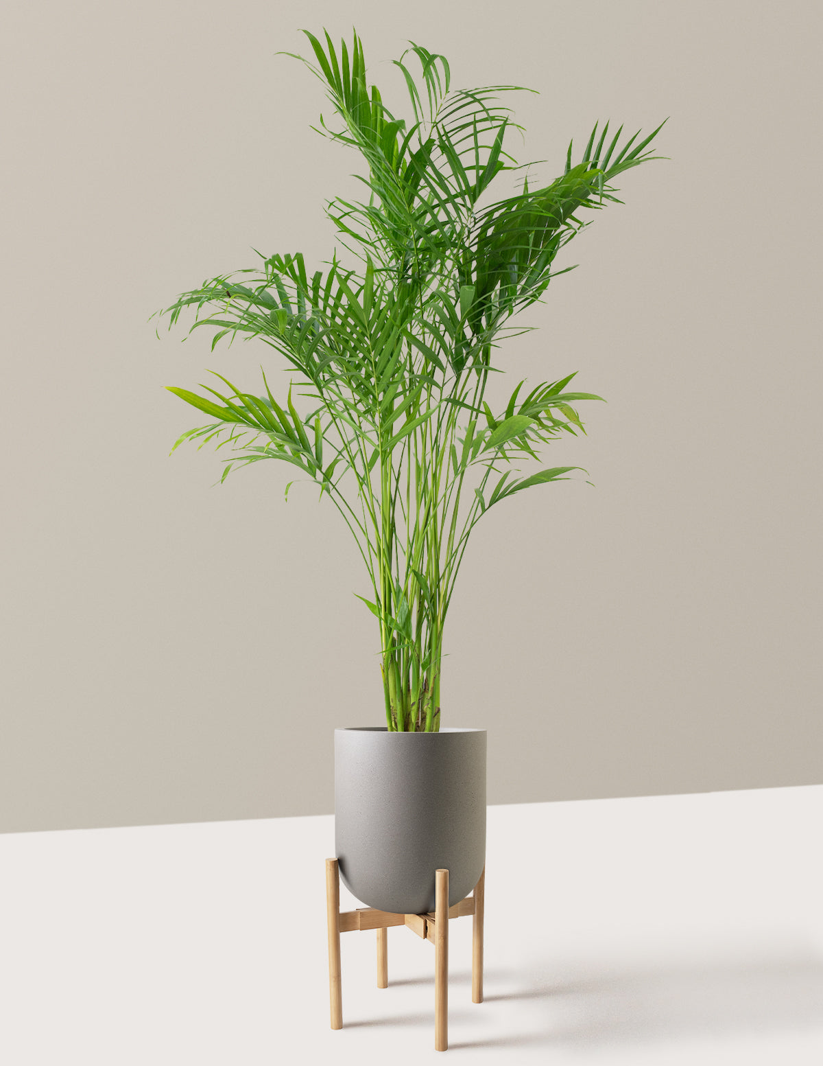 Büyük Boy Cat Palm (Kedi Palmiyesi)