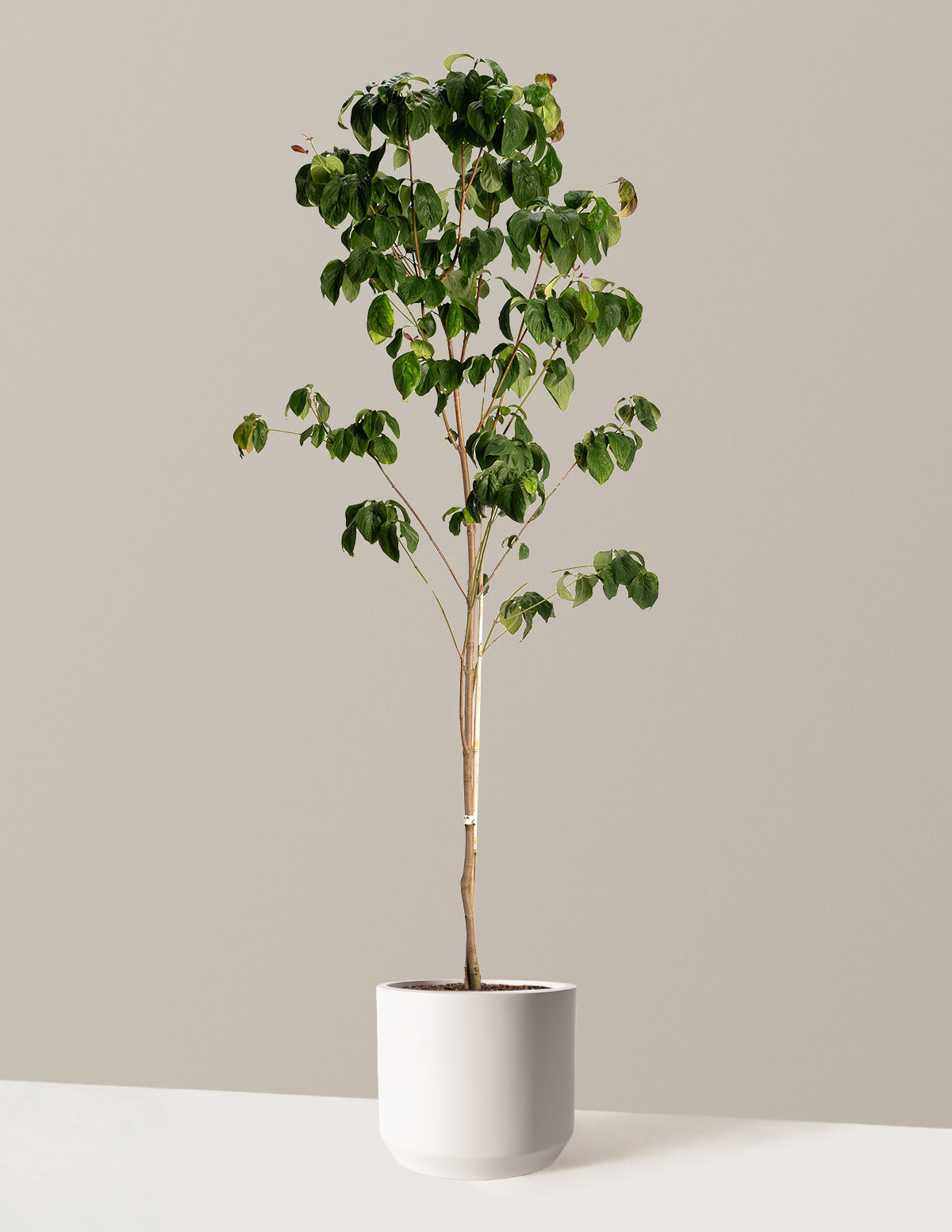 Cherokee Brave Pembe Çiçekli Kızılcık (Dogwood)
