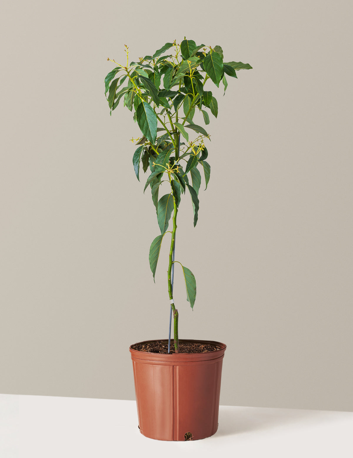 Soğuğa Dayanıklı Avokado Ağacı