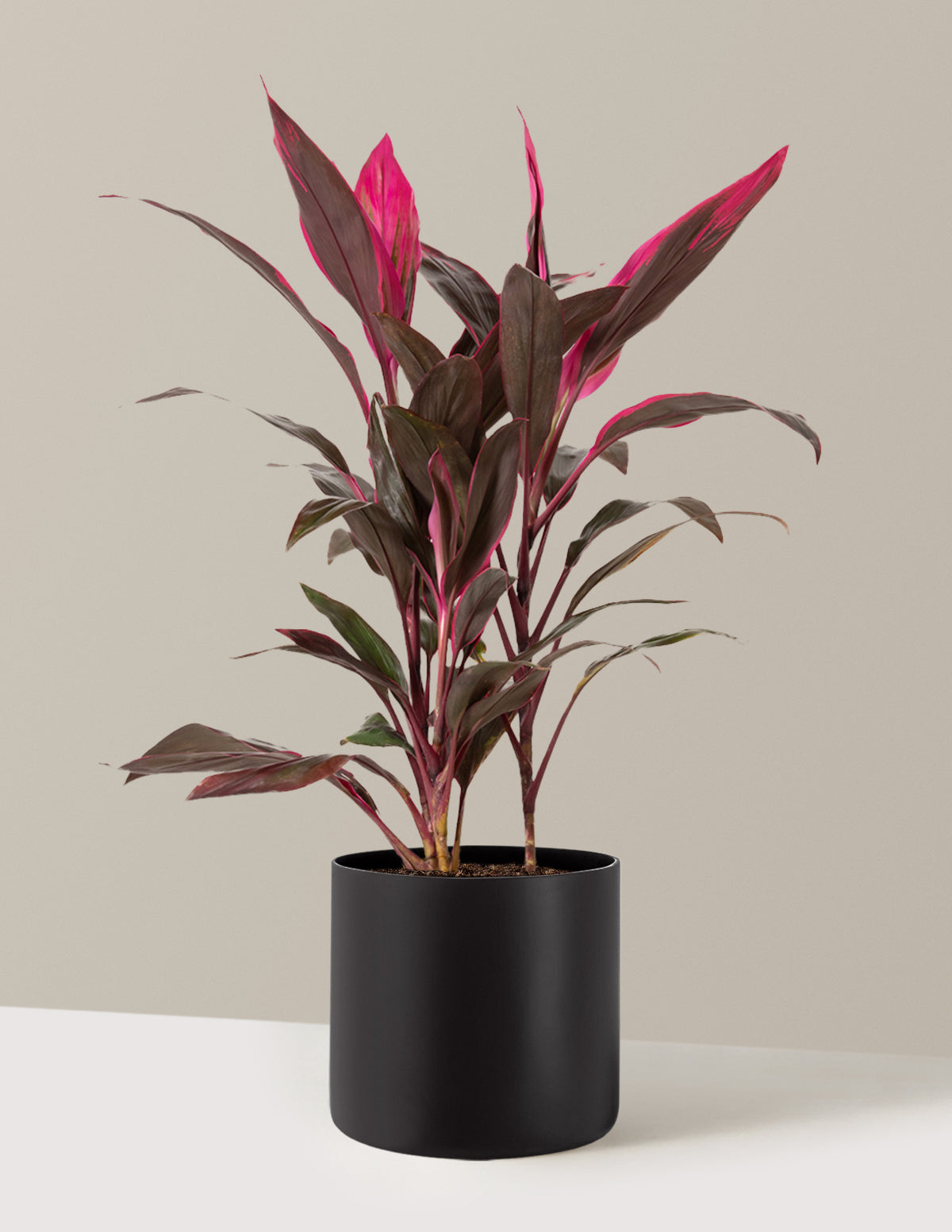 Büyük Boy Cordyline 'Red Sister'