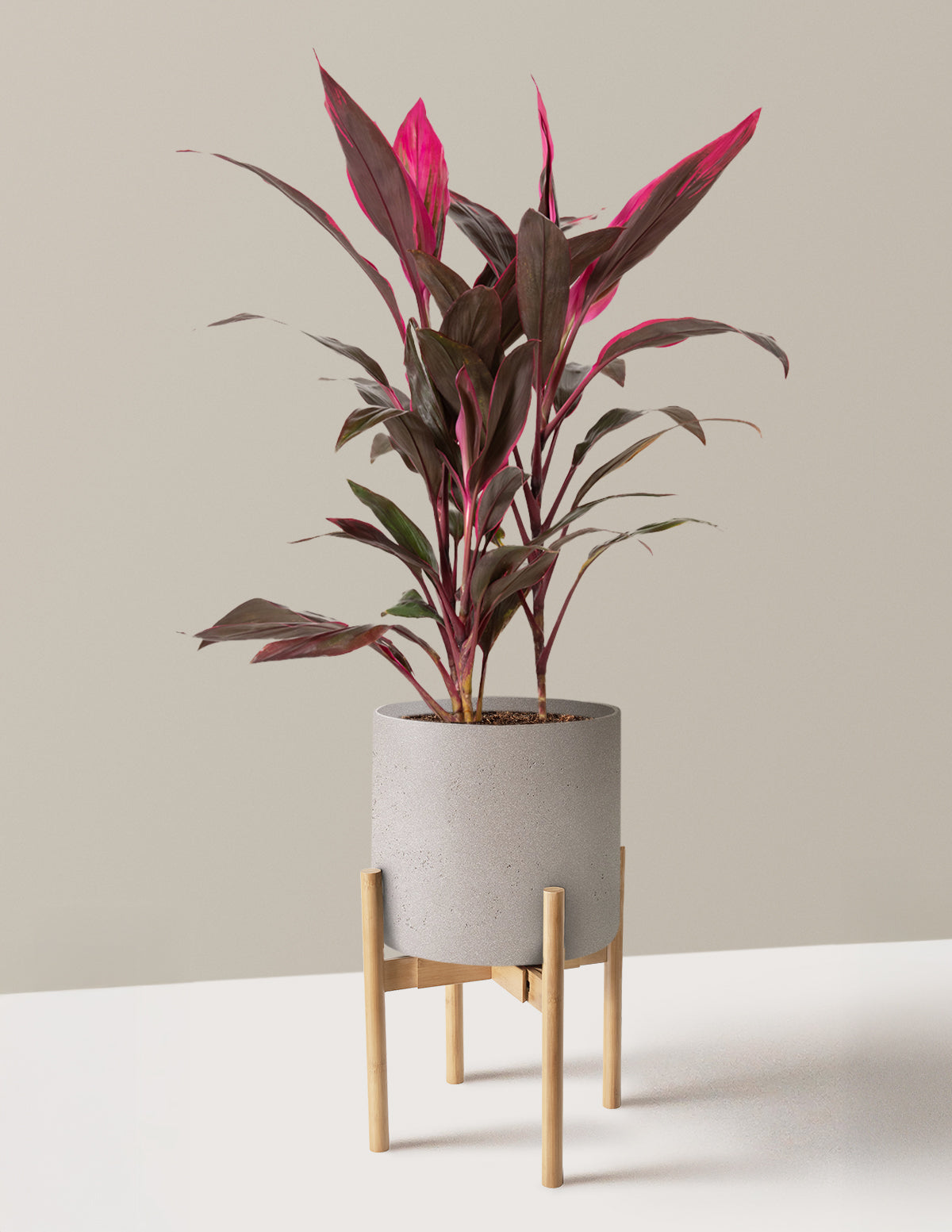 Büyük Boy Cordyline 'Red Sister'